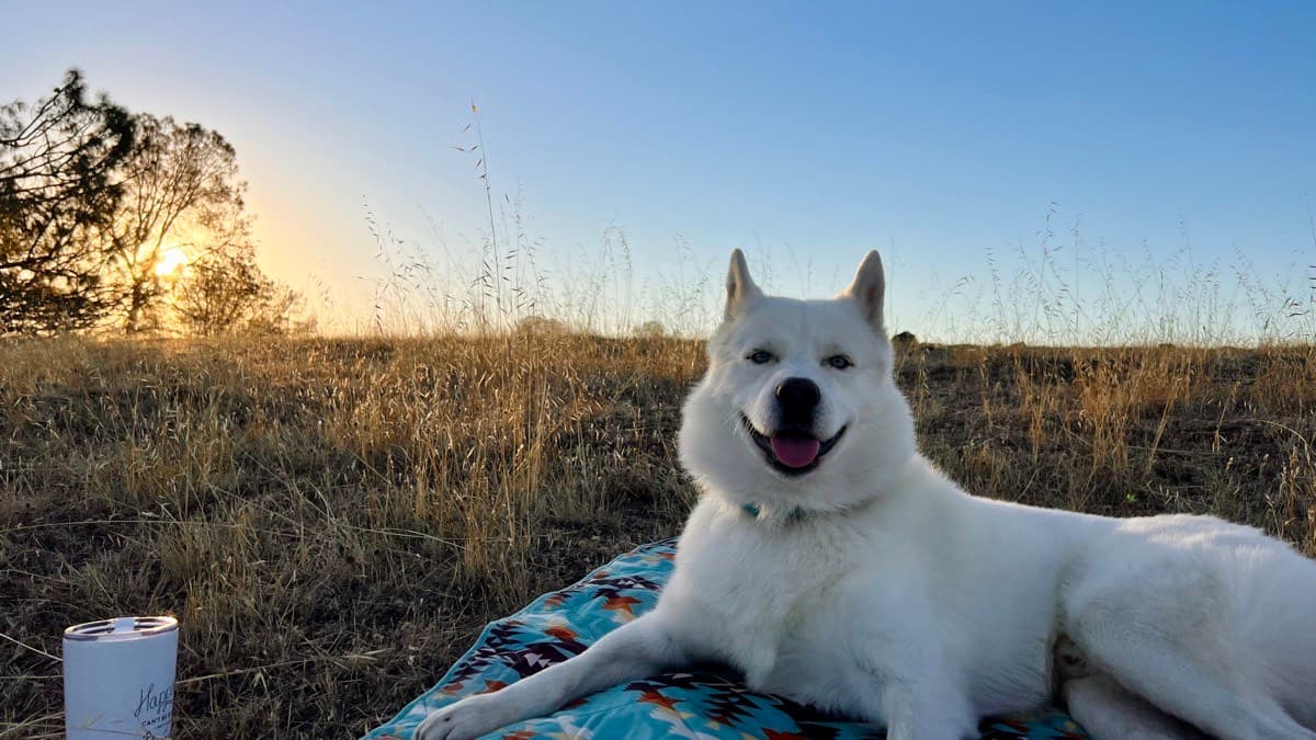Fenix relaxing in a golden meadow at sunrise