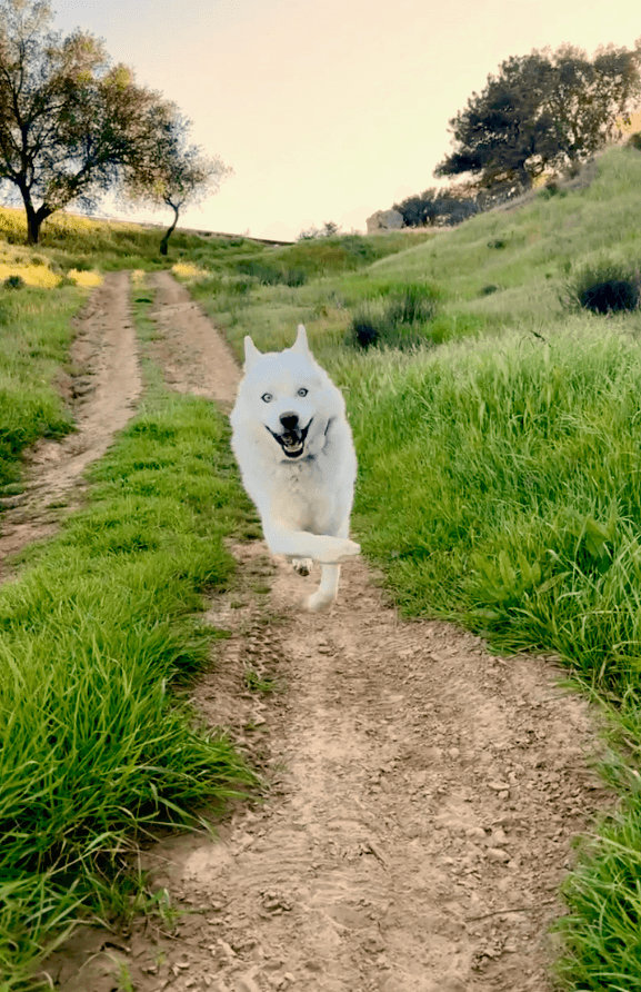 Fenix Lumiere prancing happily